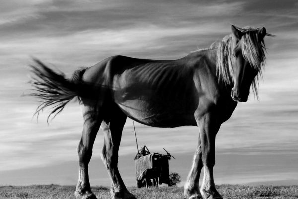Adam Falkowski - "Co ma koń do wiatraka"