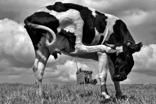 Adam Falkowski - "Co ma krowa do wiatraka"