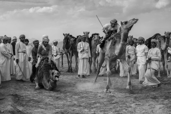 Małgorzata Szura - "Piwnik - Oman, tradycyjne wyścigi wielbłądów 1"