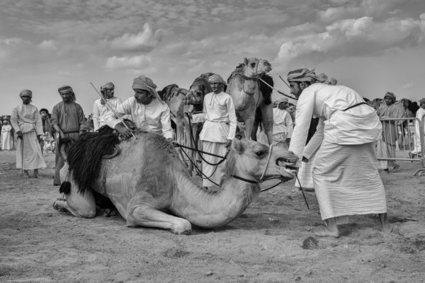 Małgorzata Szura - "Piwnik - Oman, tradycyjne wyścigi wielbłądów 2"