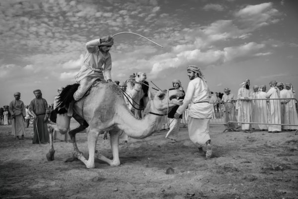 Małgorzata Szura - "Piwnik - Oman, tradycyjne wyścigi wielbłądów 3"